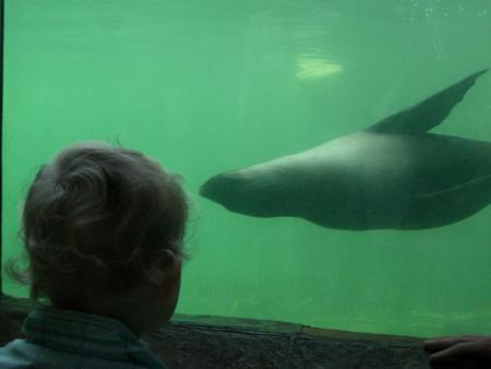 Avec les otaries
